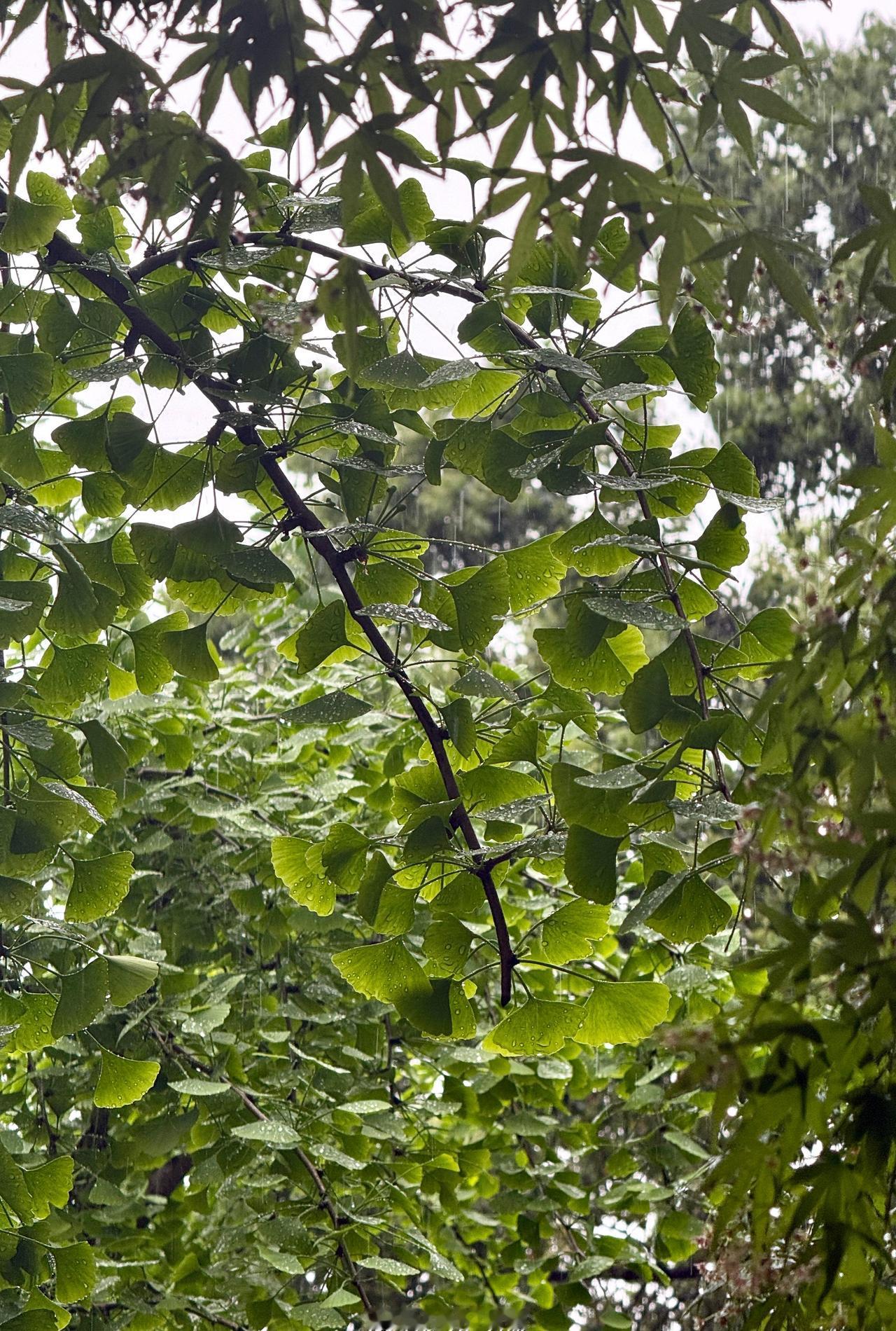 长沙这个雨啊🌧️🌧️🌧️ ​​​