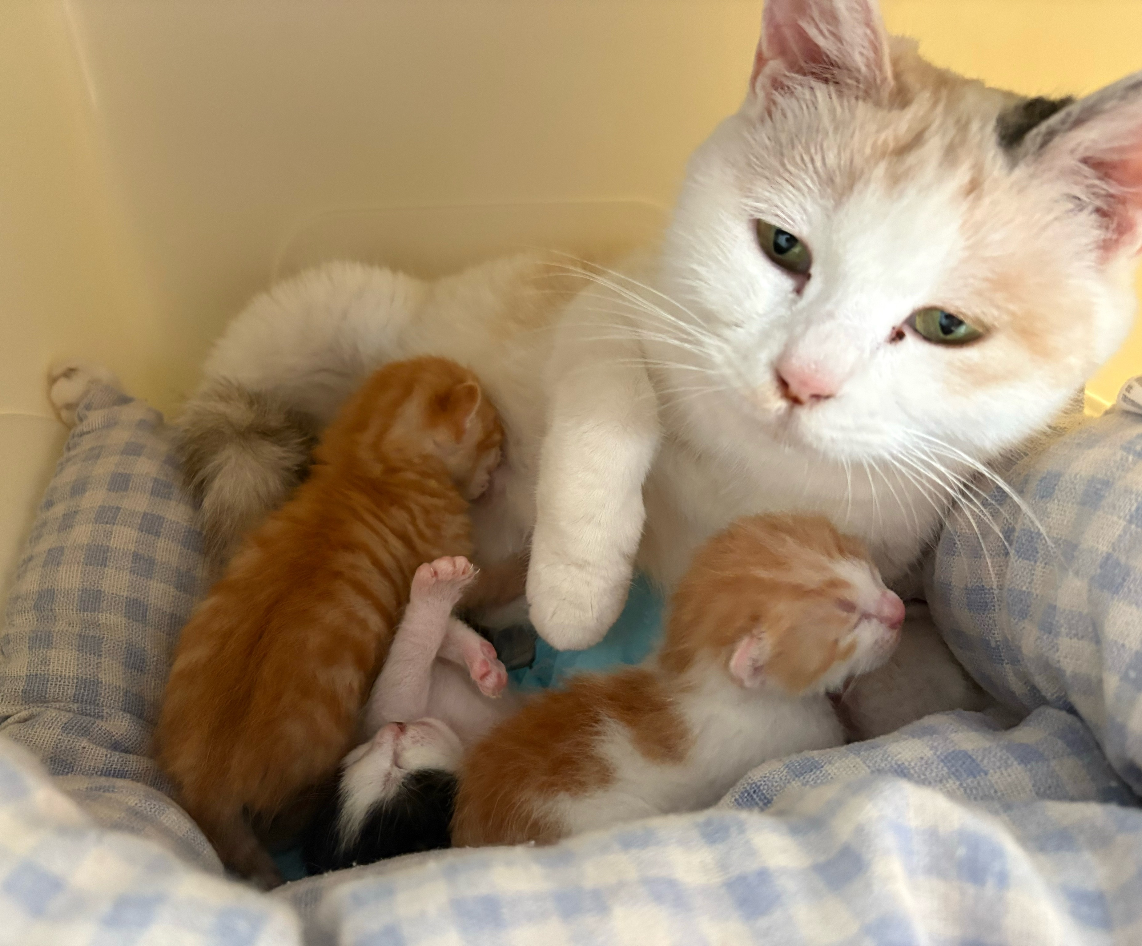 我的花园我的猫 世界上没有比小猫更可爱的小玩意儿了。粉龙到了，再次用美貌俘获了我