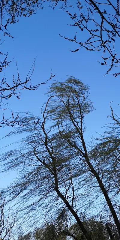 大理这大风预警来得有点频繁啊！

2026年2月5号14时55分发过一次，23号