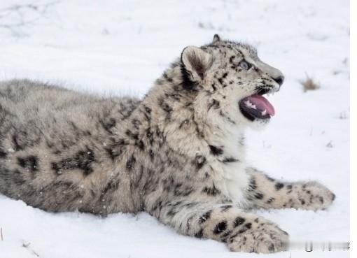 新疆阿勒泰，咬伤女游客的“雪豹”详细参数：身高52公分，体重39公斤，身长97公