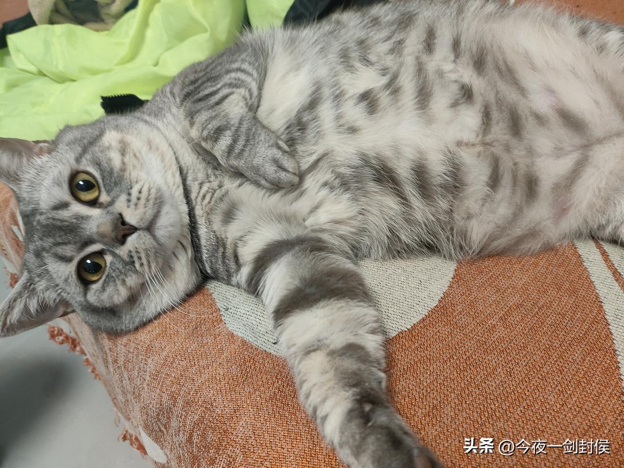 为什么这么多人喜欢猫咪？主打就是一个听话！
因为我们的孩子、老婆或者老公总是不听