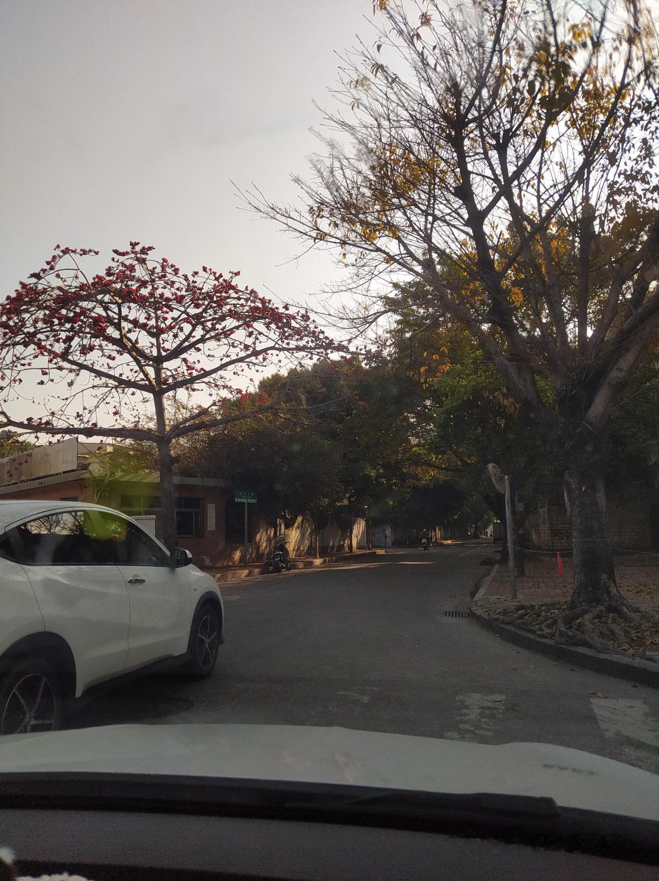 木棉花开红艳艳！早上上班路上随拍。
在汕头，木棉树被称为英树，树杆挺拔伟岸，树冠