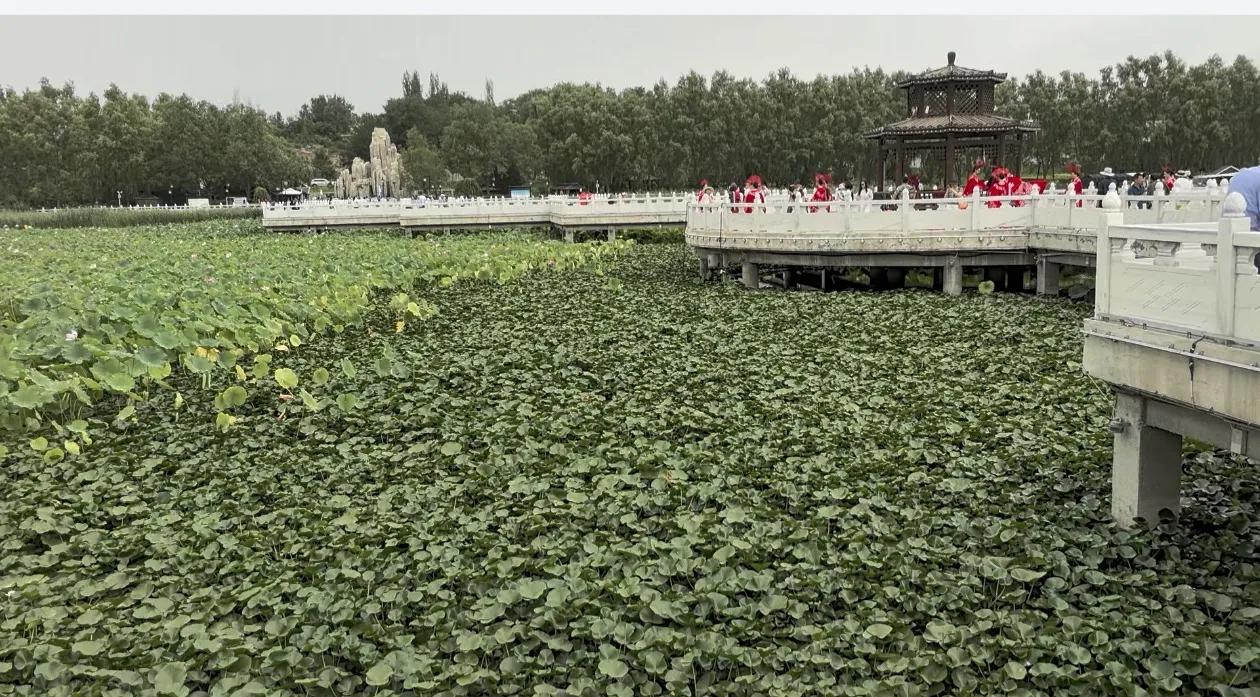 黄河畔荷花尽情绽放
水川镇绘就江南画卷

记者王志俭（穿石）文图

7月30日上