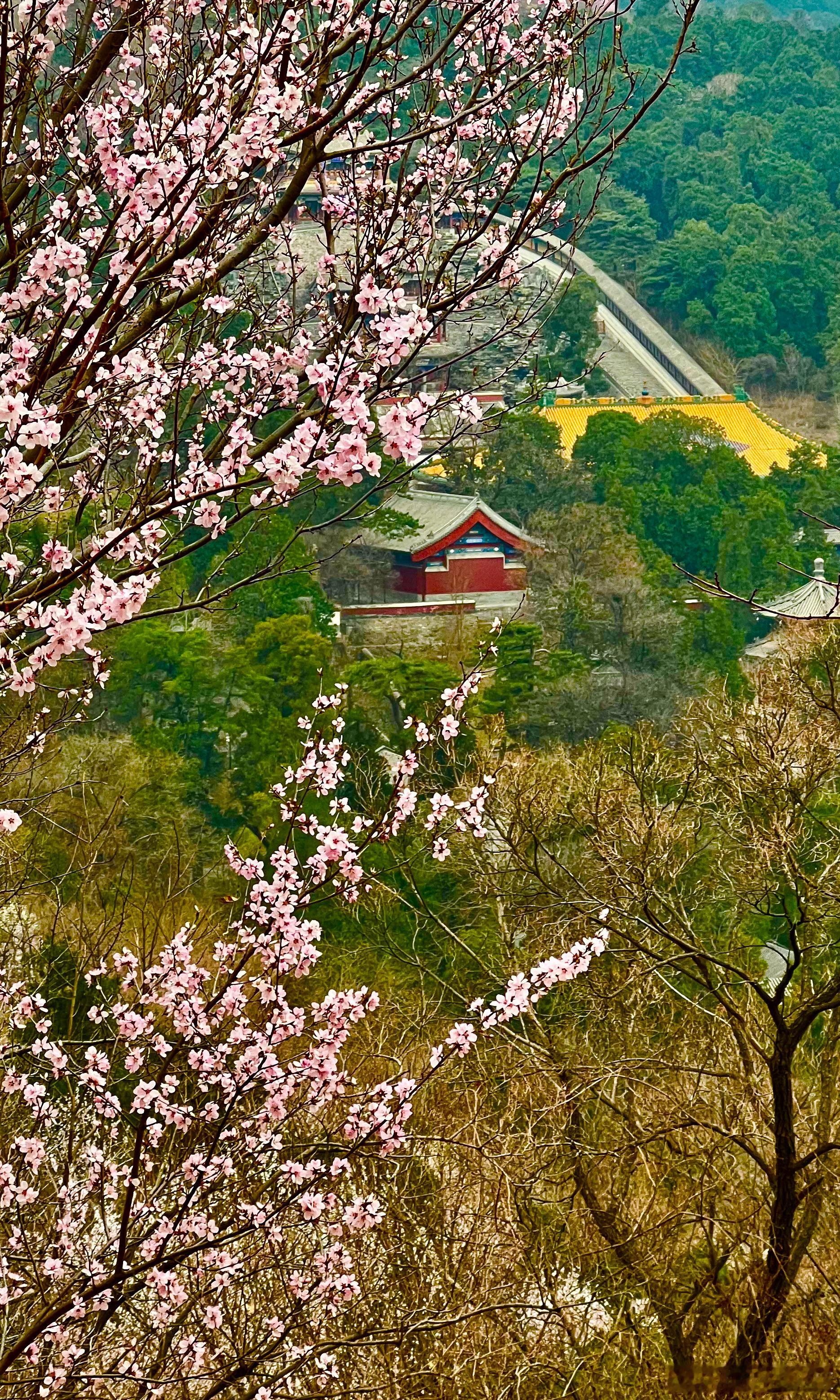 北京香山公园 春花烂漫摄影​​​