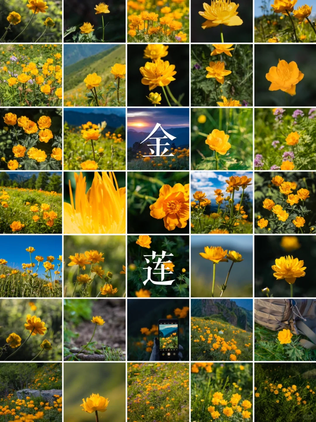 “草甸精灵”金莲花 | 影像