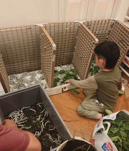 湖北武汉，一个6岁男孩突发奇想，说想给自己做一床蚕丝被。结果一家三口竟然在90平