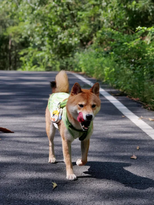滴水岩森林公园｜今天不远游 来山上散散步