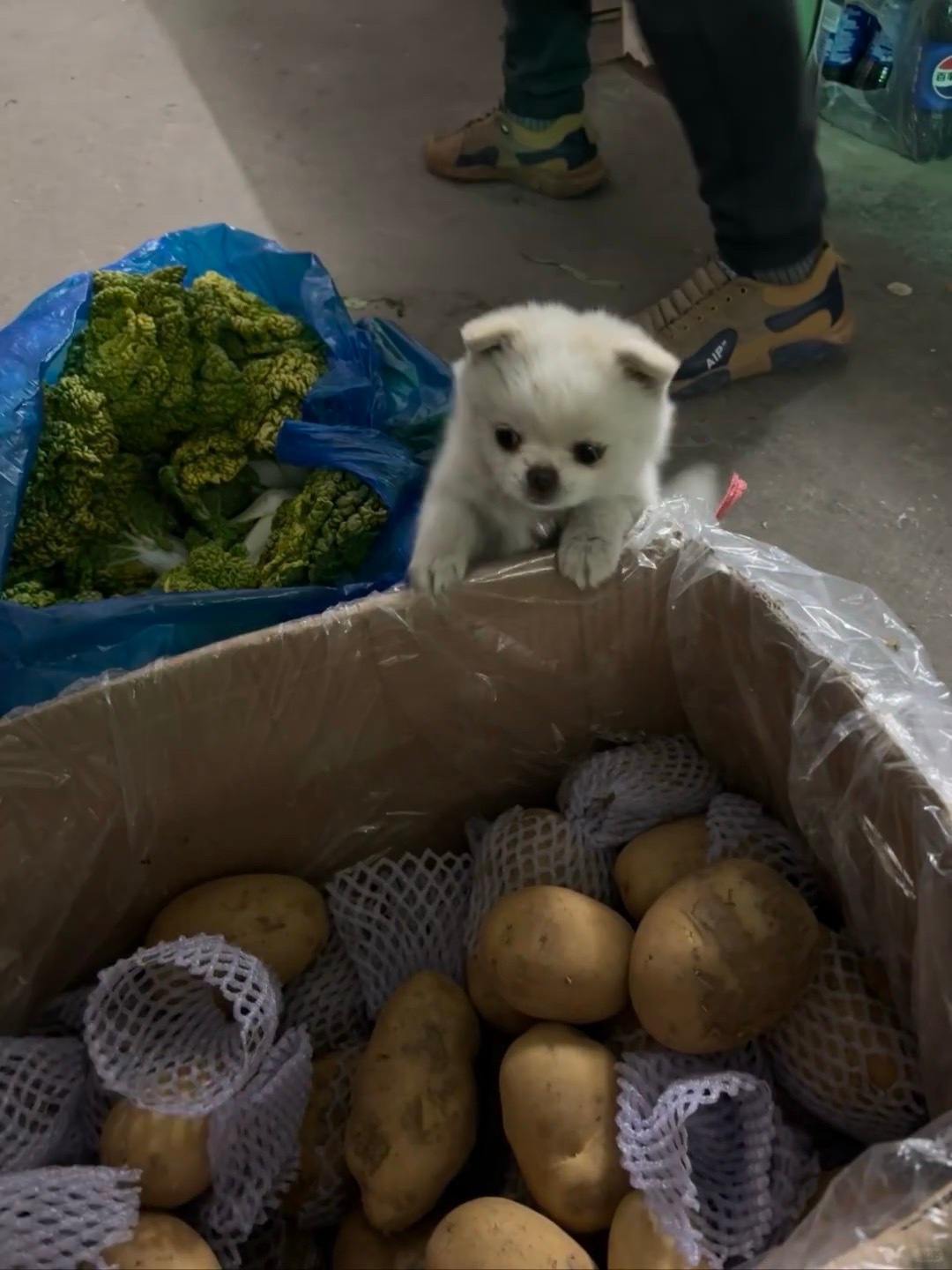 小狗卖土豆🥔 