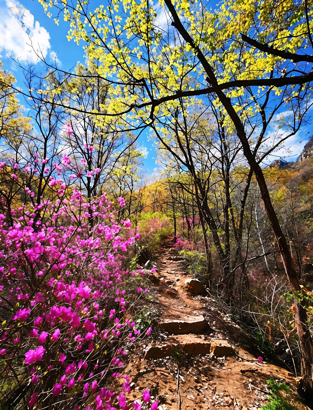 🌸北京踏春顶流！喇叭沟门杜鹃花海+白桦