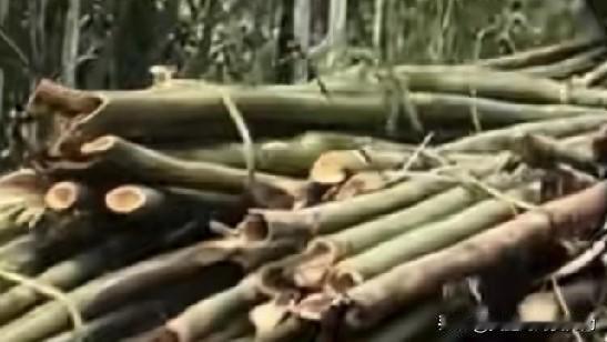 无人机还能这么玩？告别肩扛手抬，00后小伙用无人机吊运竹子，开启智慧农业新模式，