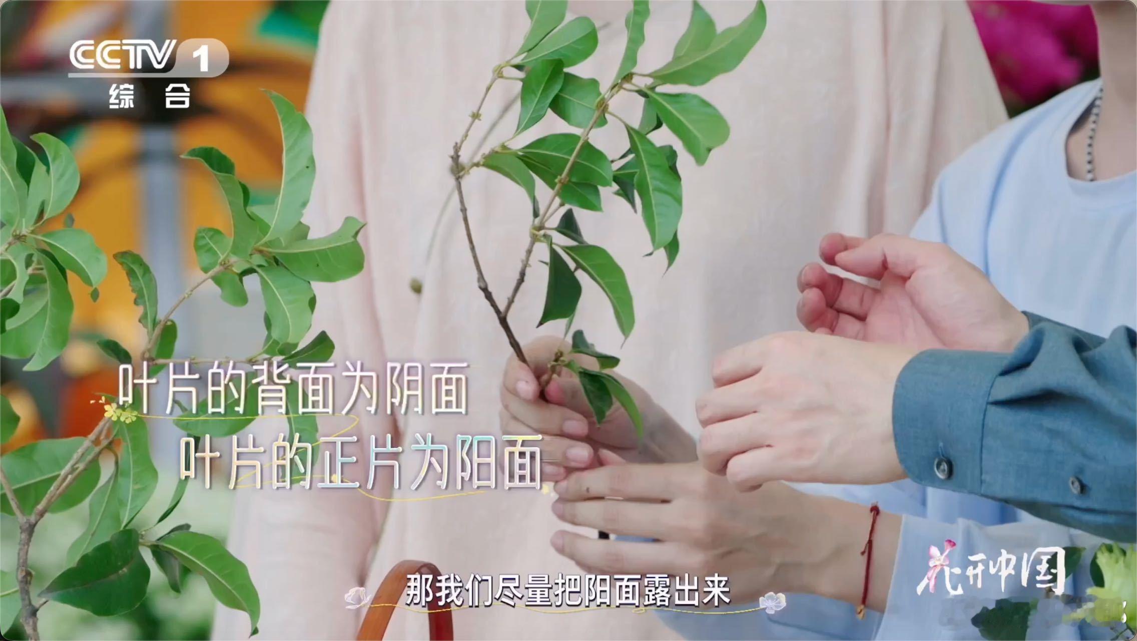 书房氛围感神器！桂花插花摆在书桌，清冽香气提神醒脑，看书办公都更有灵感，中式雅致