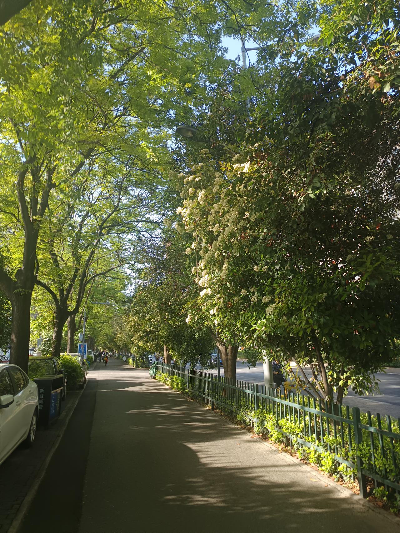 春天的路边，处处藏着惊喜。那些不起眼的小黄花，比如蒲公英，在墙角砖缝间肆意绽放，