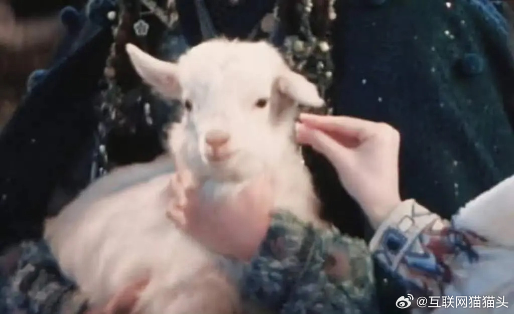 完球了！月鳞绮纪痛失在韩市场但是小羊和🍊都好可爱啊啊啊 