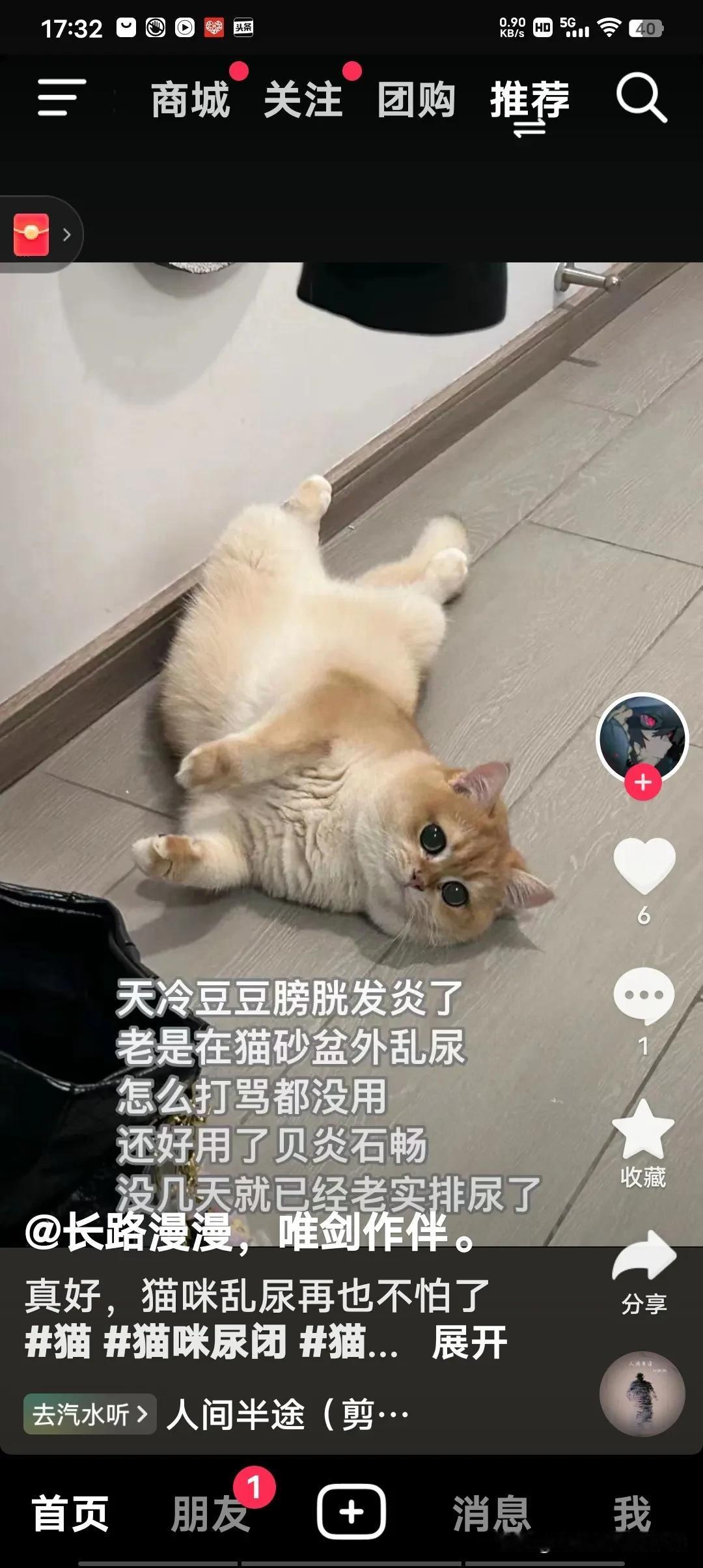 我收留流浪猫以后，感觉到小猫咪真的太可怜了，无依无靠，人类不能伤害它们，它们很怕