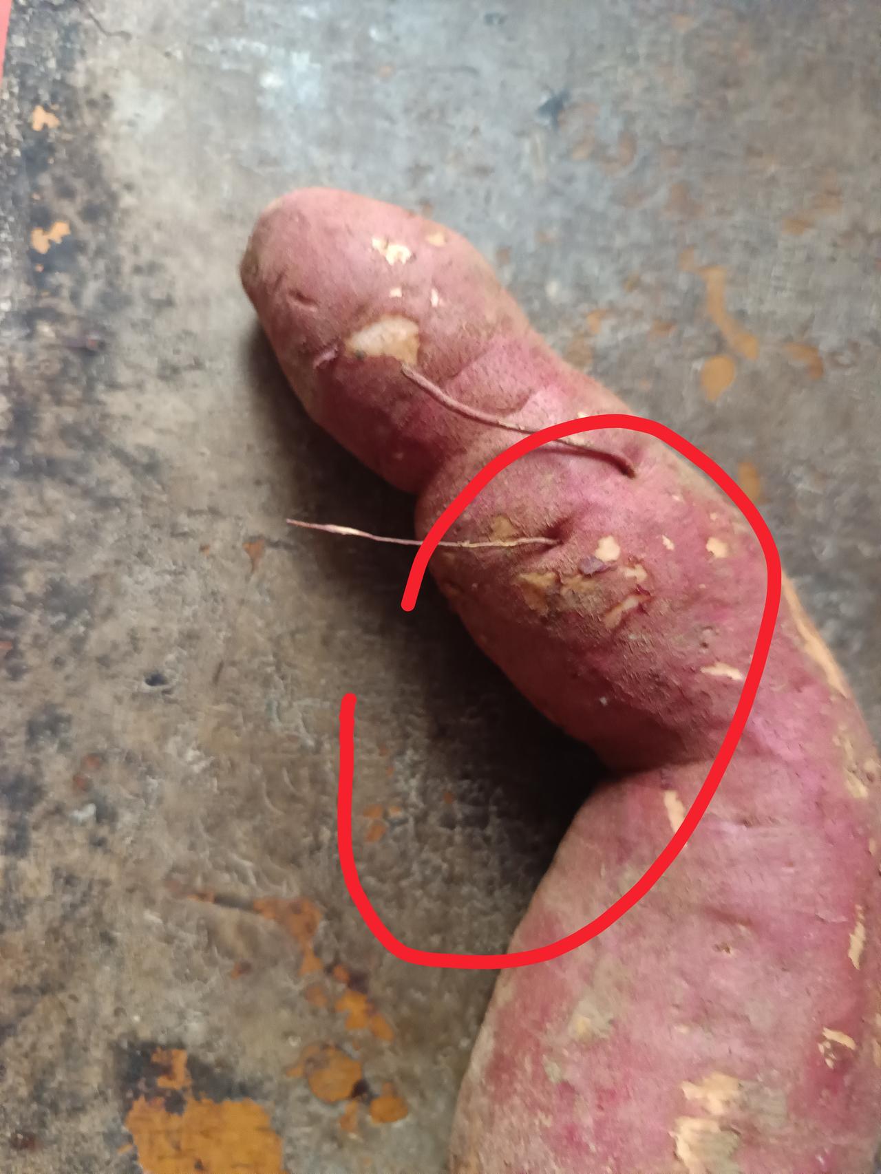 为什么现在的农作物
长成这样，却有人买来吃


你们知道这是什么人了吗？
冬天烤