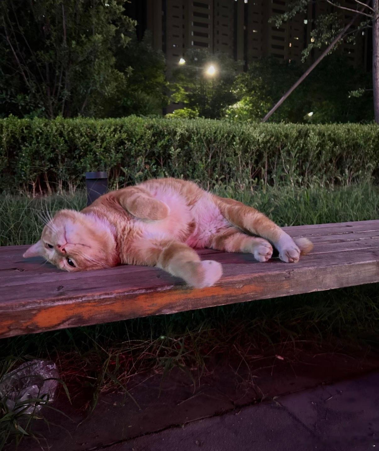偶遇一只小猫咪萌萌哒 