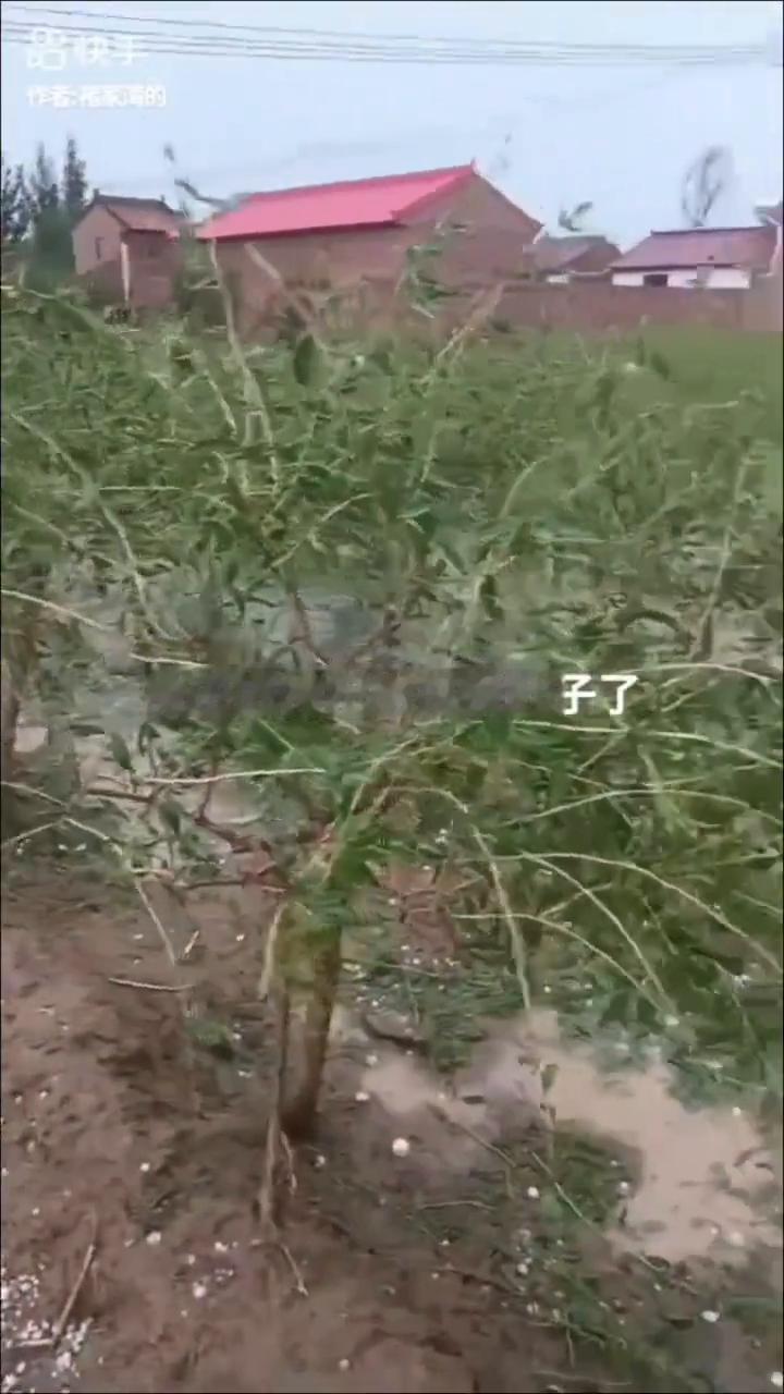 宁夏中卫海源多地报灾，冰雹大如鸡蛋，小车、房屋被砸，果树、庄稼多处受灾。
大冰雹