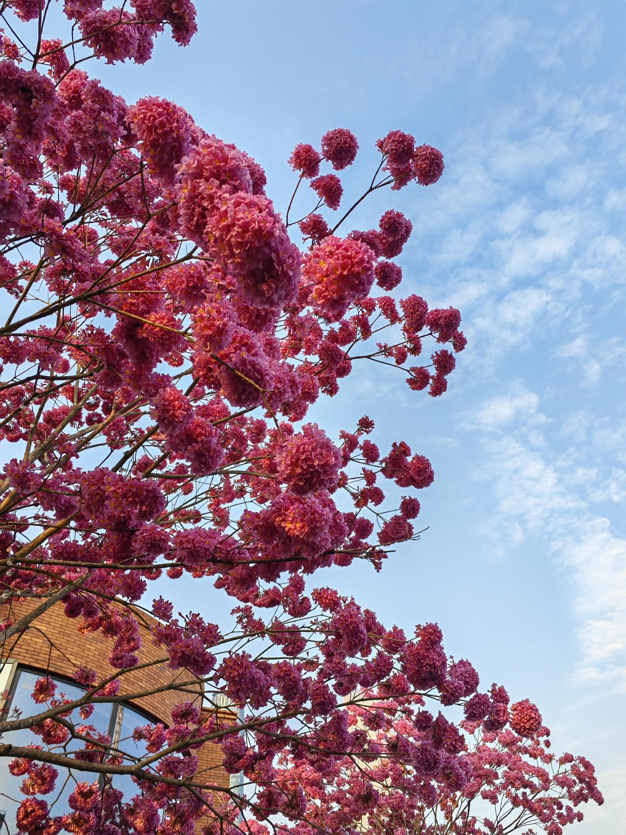 一句话记录春日心情花开枝头，春上心头，万事皆可期待，烦恼随风散。