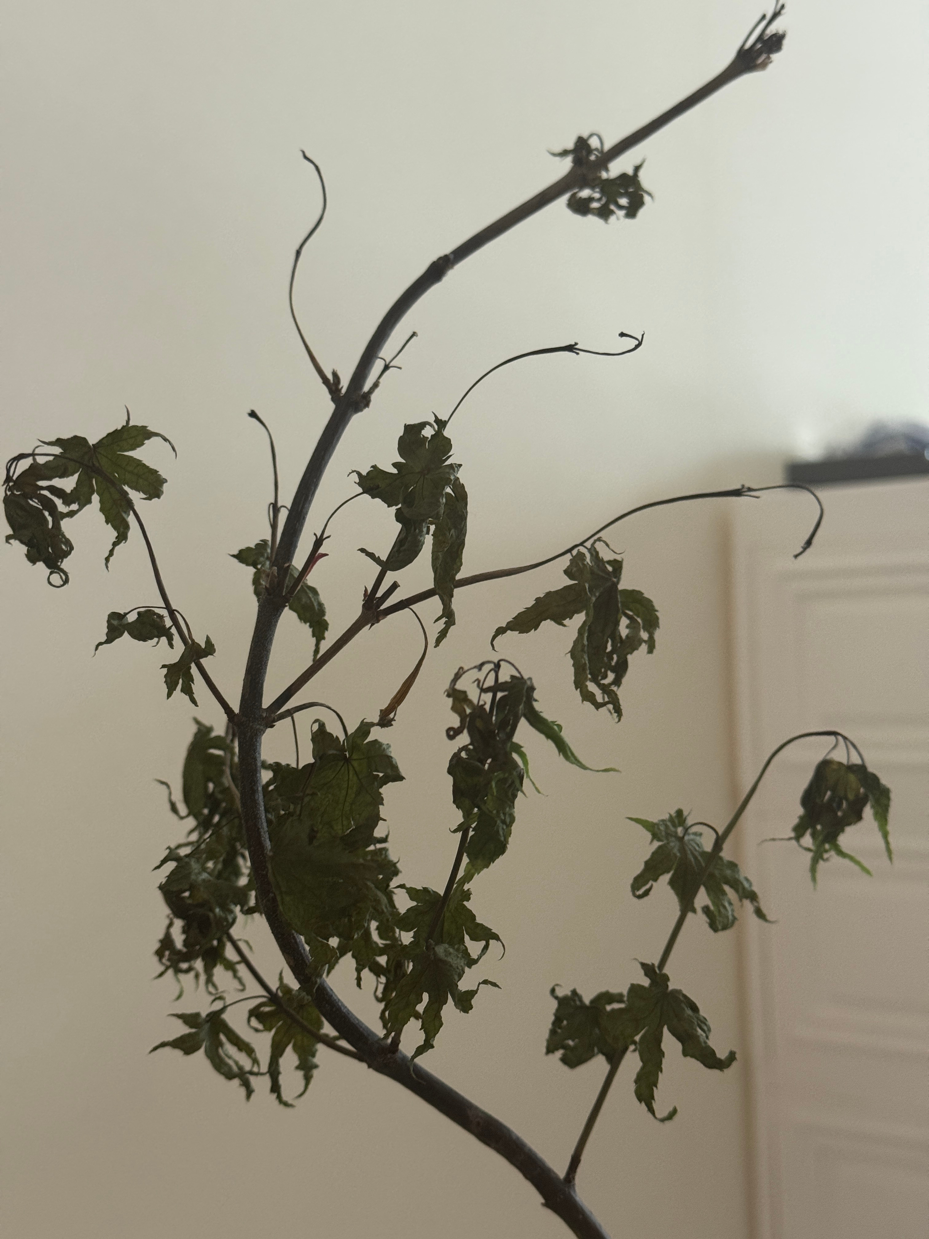 玩了六天回来，全死了…就仙人球还活着…蝴蝶兰好像也能拯救下？雨丝的日常