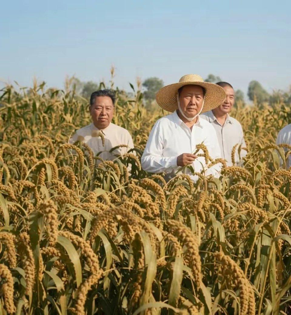1958年8月7日，毛主席在河南襄城县视察谷子田。视察时毛主席走进齐胸高的谷田，