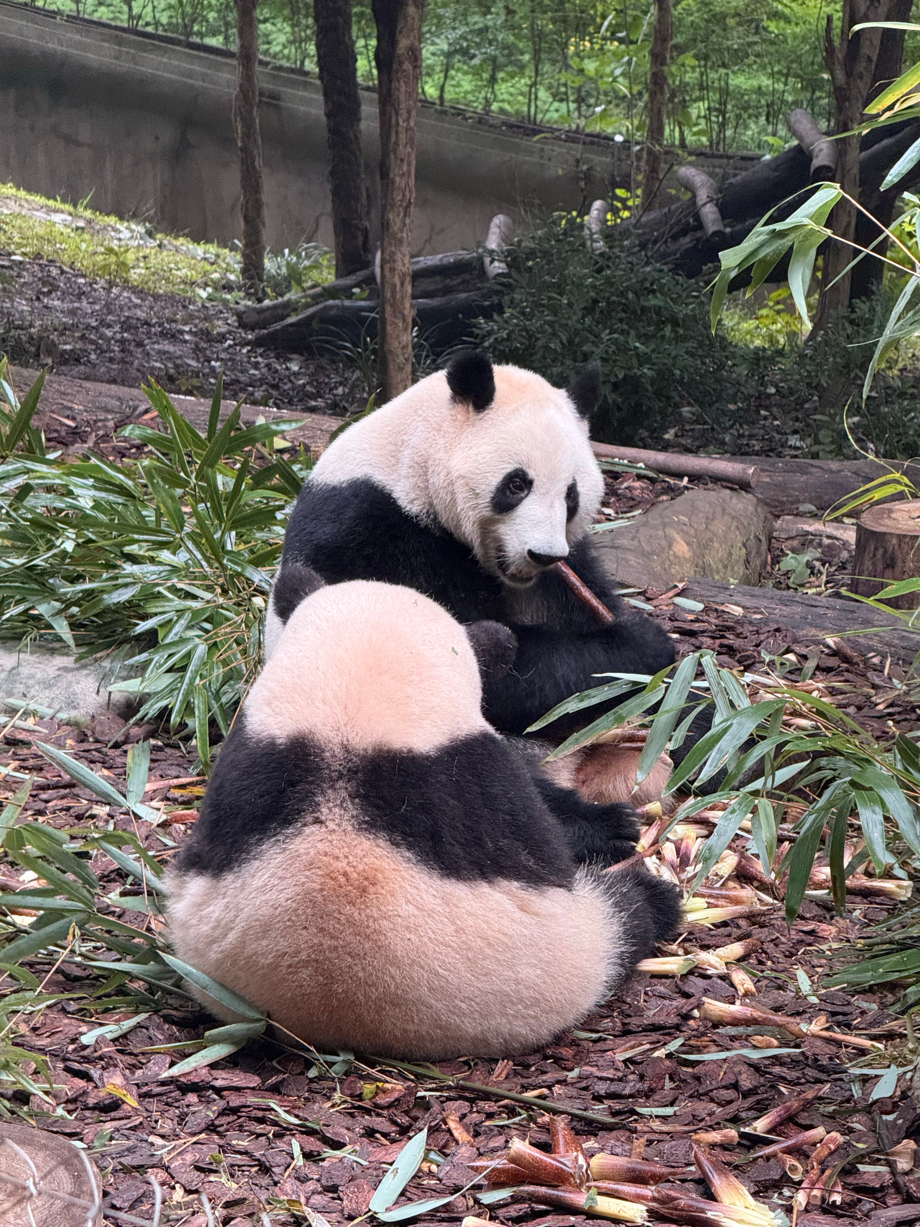 花花演技大爆发三角饭团真的很可爱