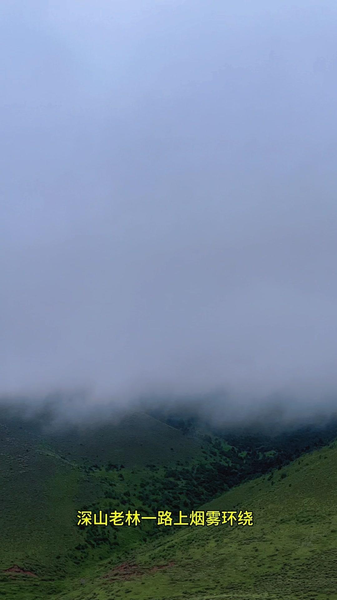 深山老林，一路上烟雾环绕，仿佛置身仙境。👀

一到达目的地，菌子就多的要命！?