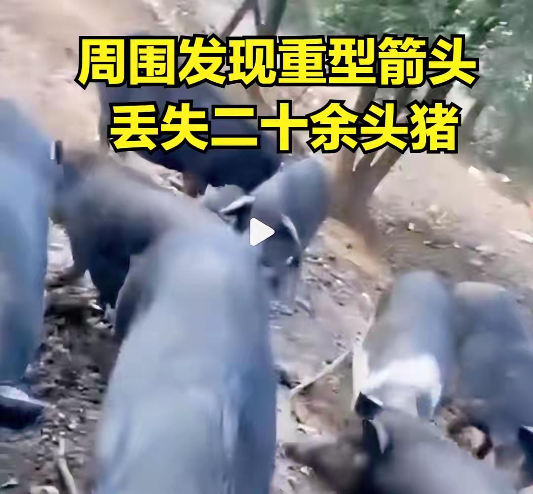 湖南养殖场遭“空中偷袭”，20多头猪不翼而飞，现场留重型箭头
 
“养猪场闹‘飞