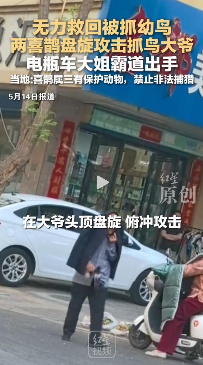 老汉抓走喜鹊幼崽，亲鸟狂啄护崽，热心大姐当场怒斥制止。
 
喜鹊幼崽属于晚成鸟，