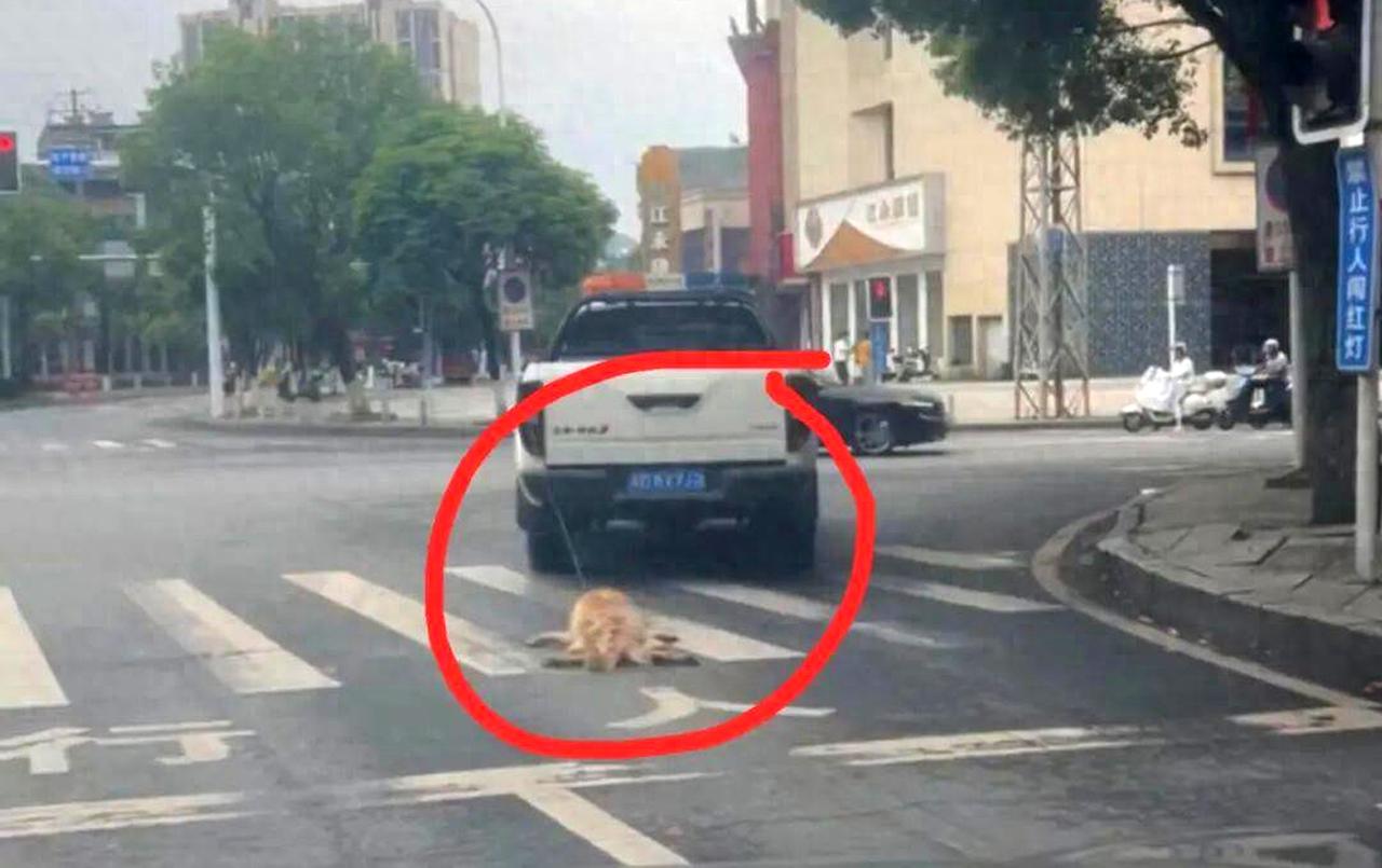 永州城管拖行犬只致死！周兆成：执法不能突破文明底线，程序正义与动物权益需平衡
 
