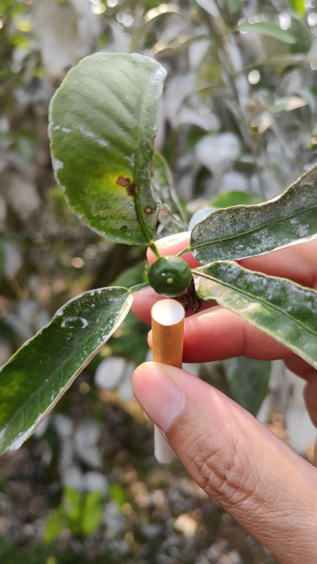 你家的沃柑多大了随变一拍都很夯