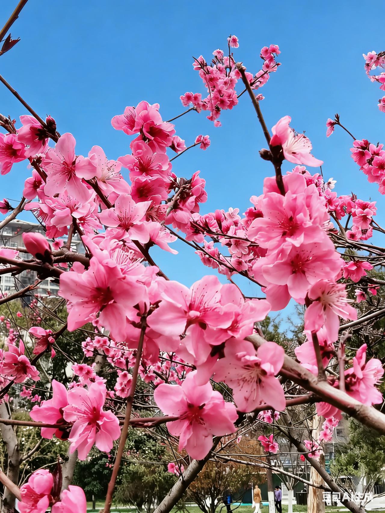 兴庆公园美如画