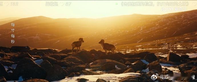 生命树越往后越刺激谁懂啊！生命树越追越上头，冲突直接拉满，22集杨紫的独白太戳人