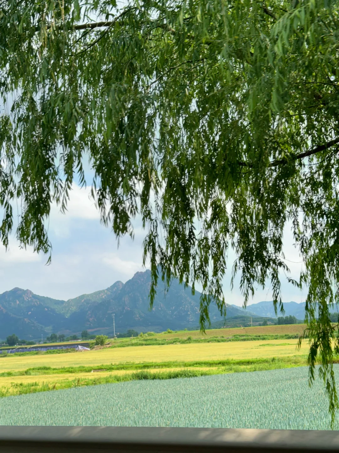 这风景，我先拍了！🍃