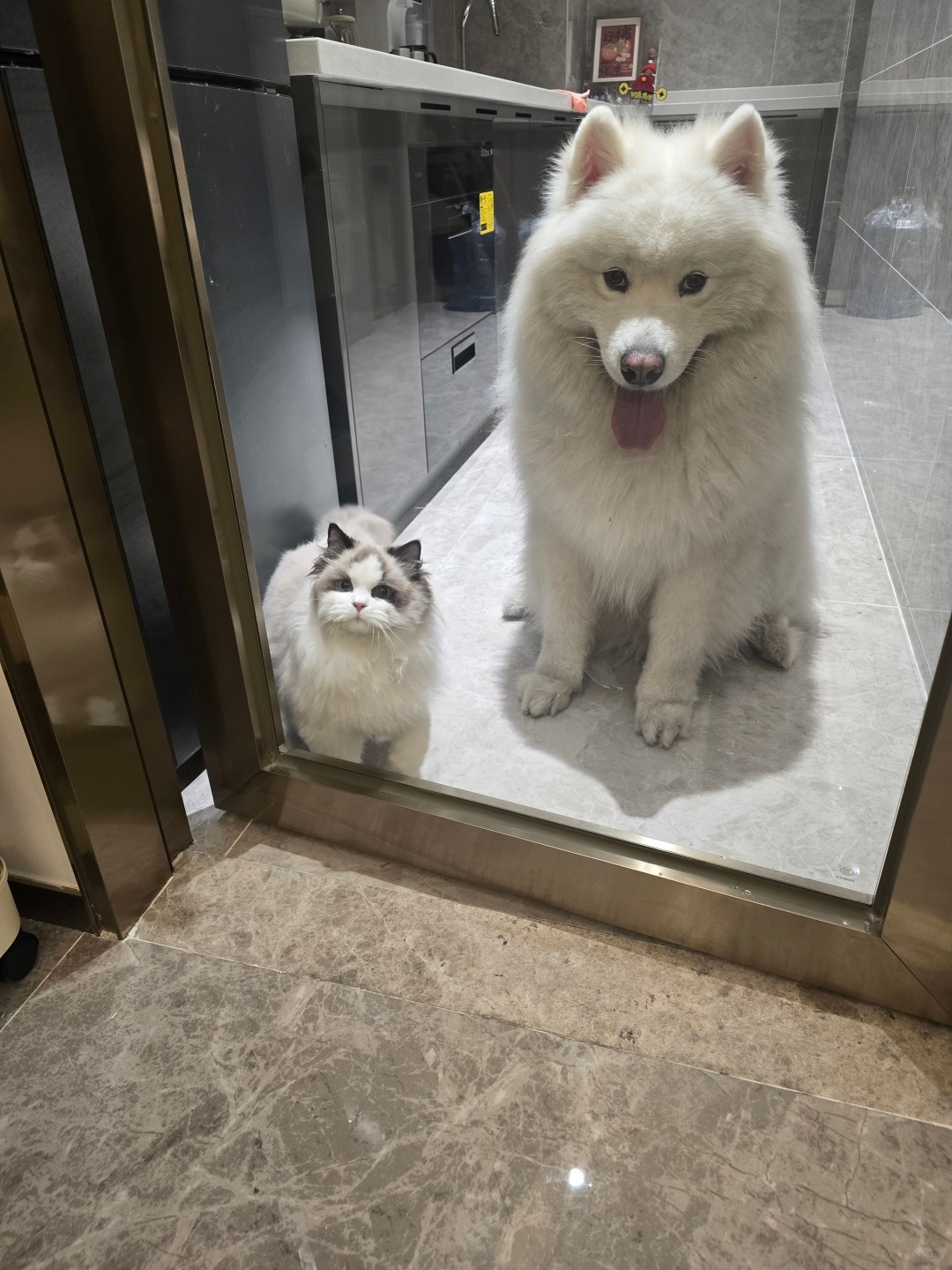 猫猫：人，为什么要把我和小狗关在一起 