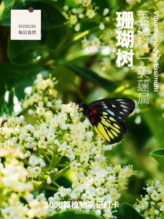 植物笔记550｜谁家好人把爆米花树栽山上？