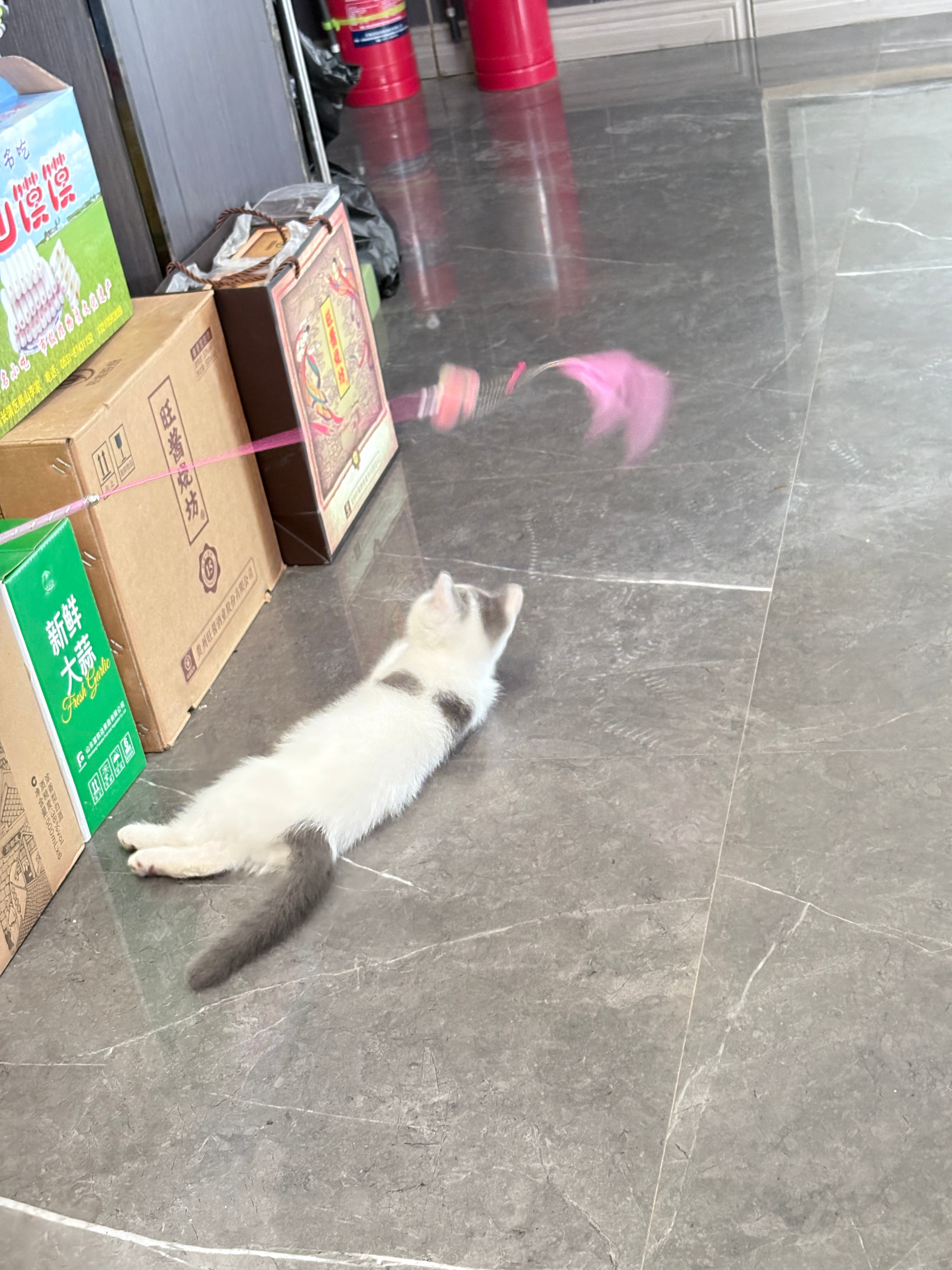 咪 你好妖娆啊 