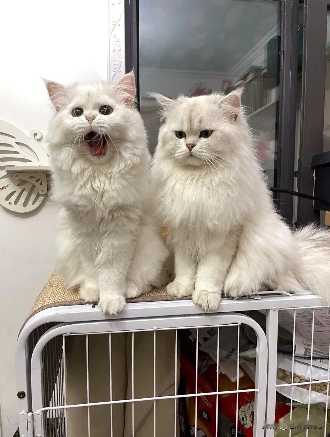 没头脑和不高兴！