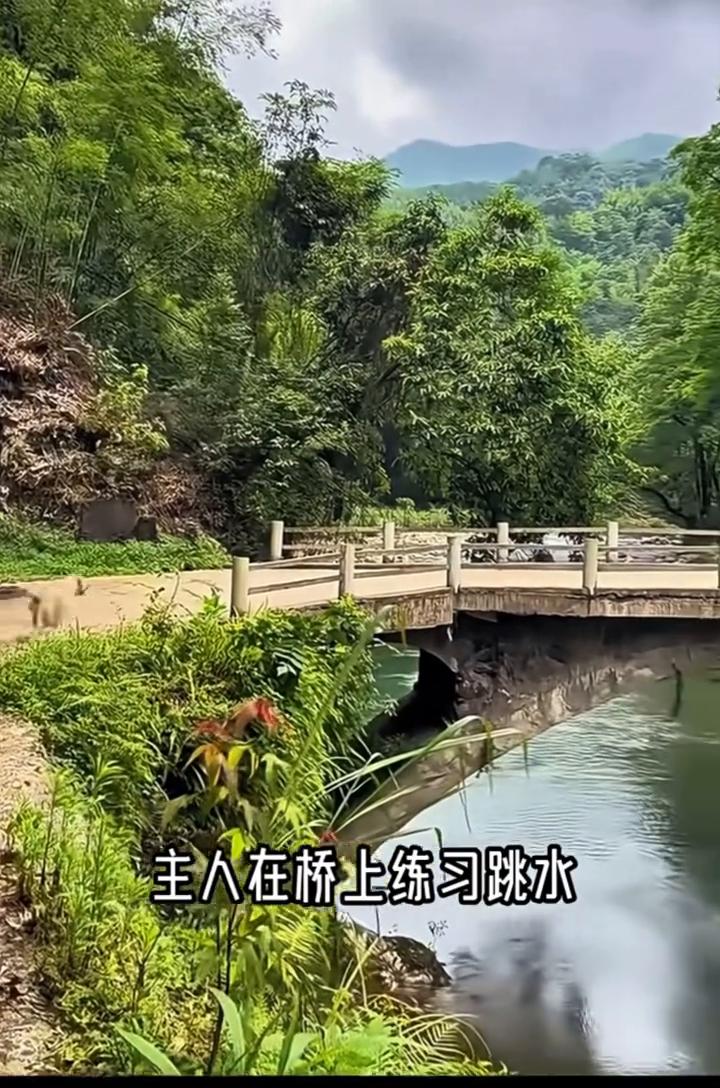 主人在桥上练习跳水，狗狗却以为主人掉水里了。遇到危险了，边狂叫边飞快的跑过去要去