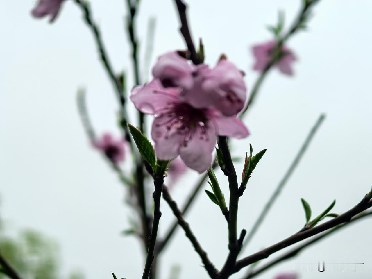 今年春天最想实现的心愿两年前埋下的桃核居然开了花，但愿结出果实！