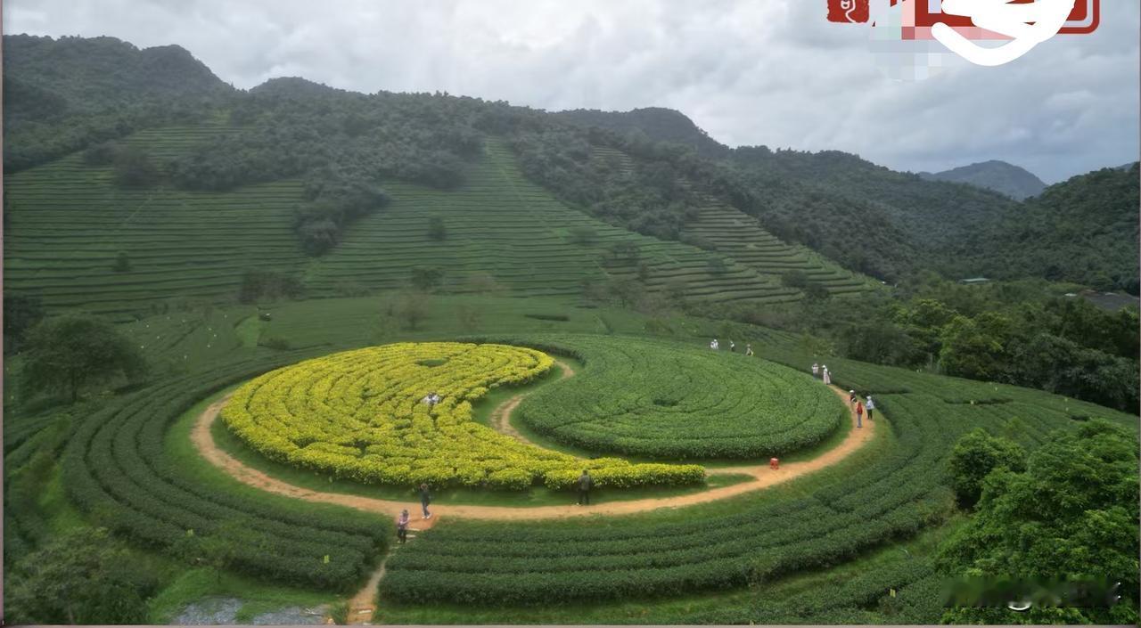 茶场