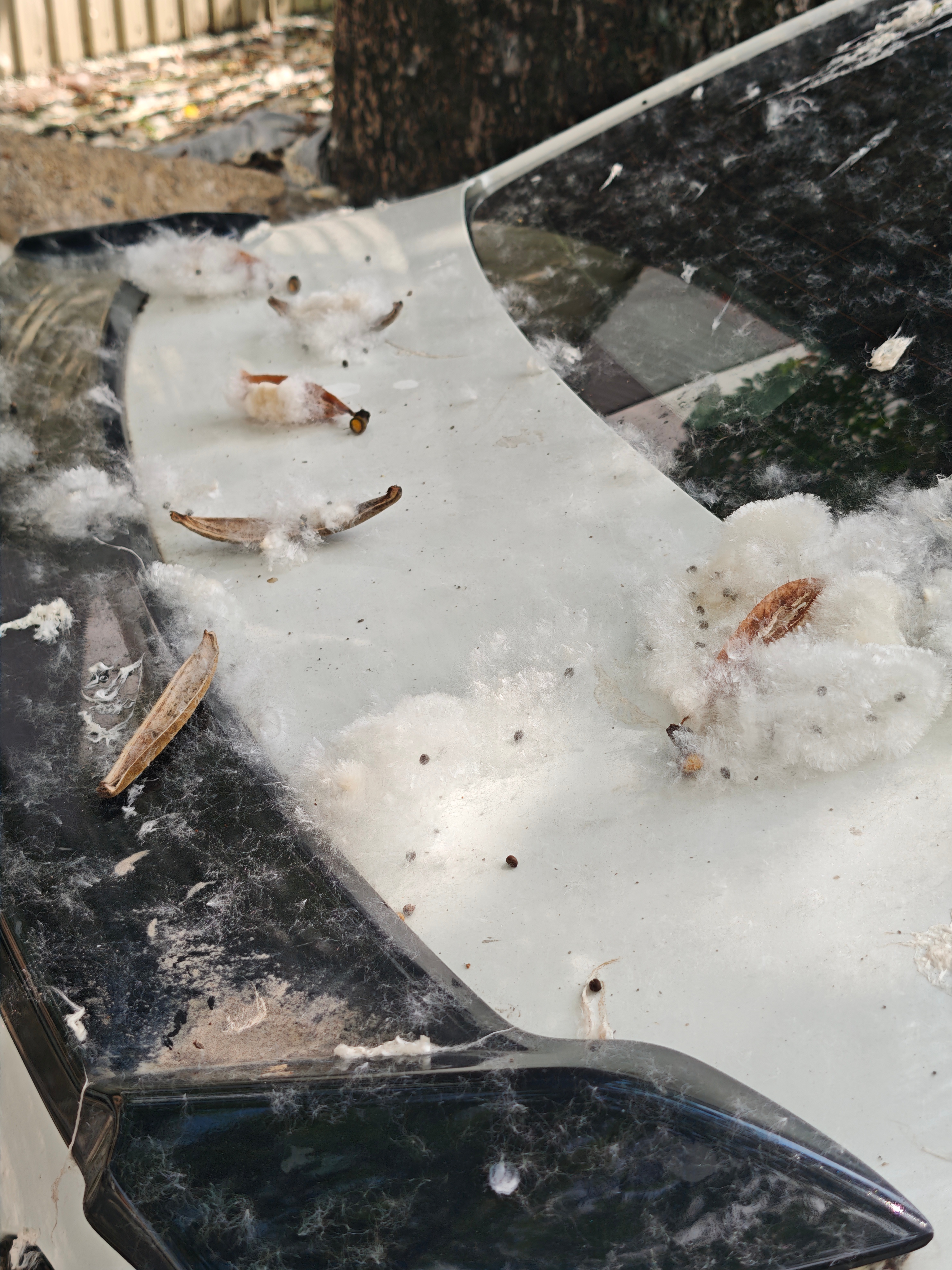 入夏的木棉花，已经成为一种烦恼了，像柳絮一样漫天飞舞。 