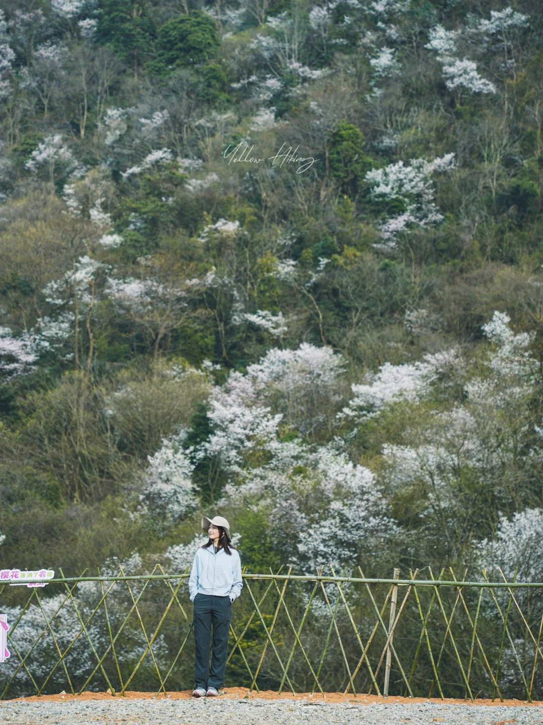 宁波爬山徒步｜山顶云端 樱花漫道