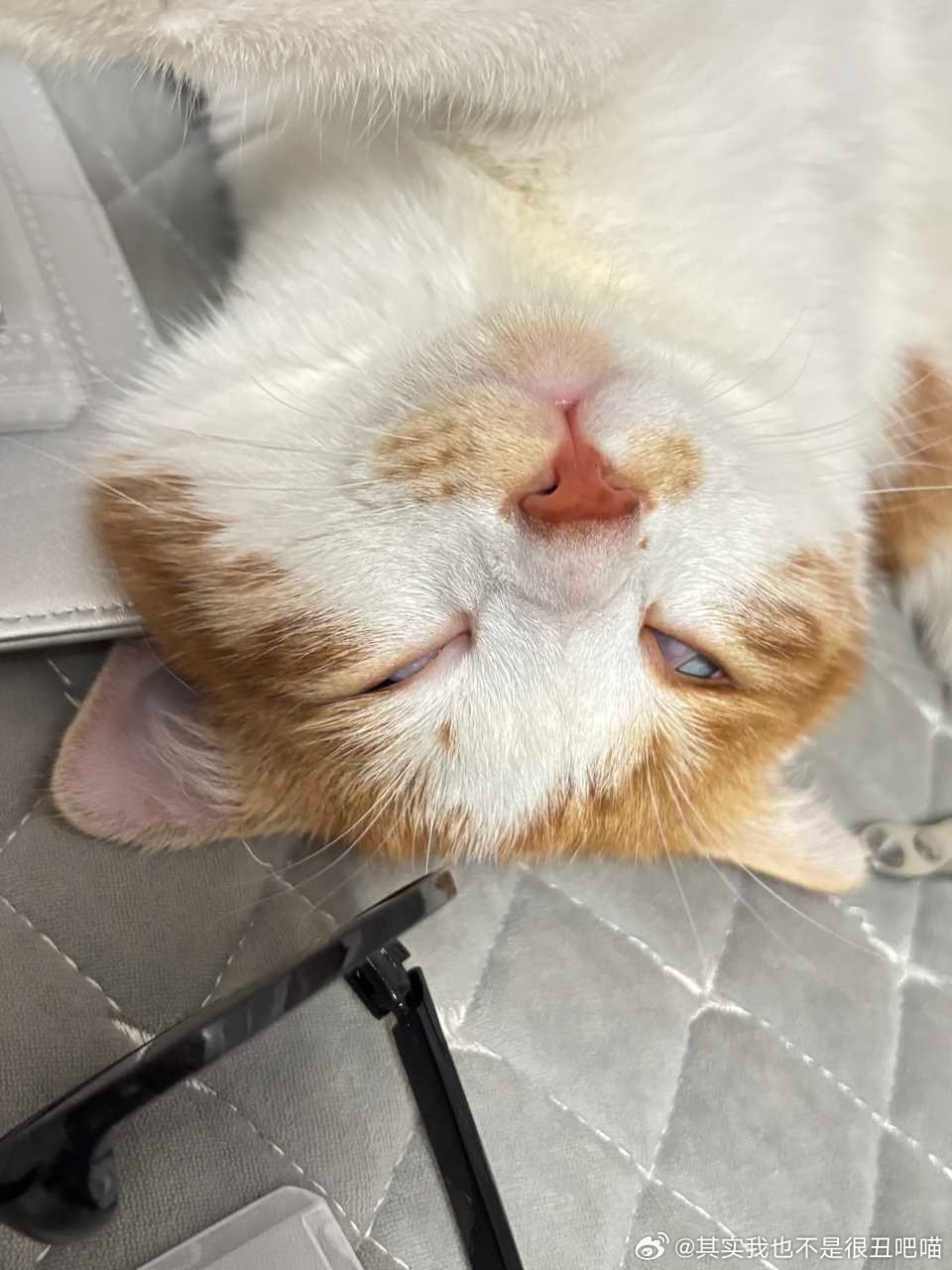 50325【丑猫】睡觉翻白眼🙄 