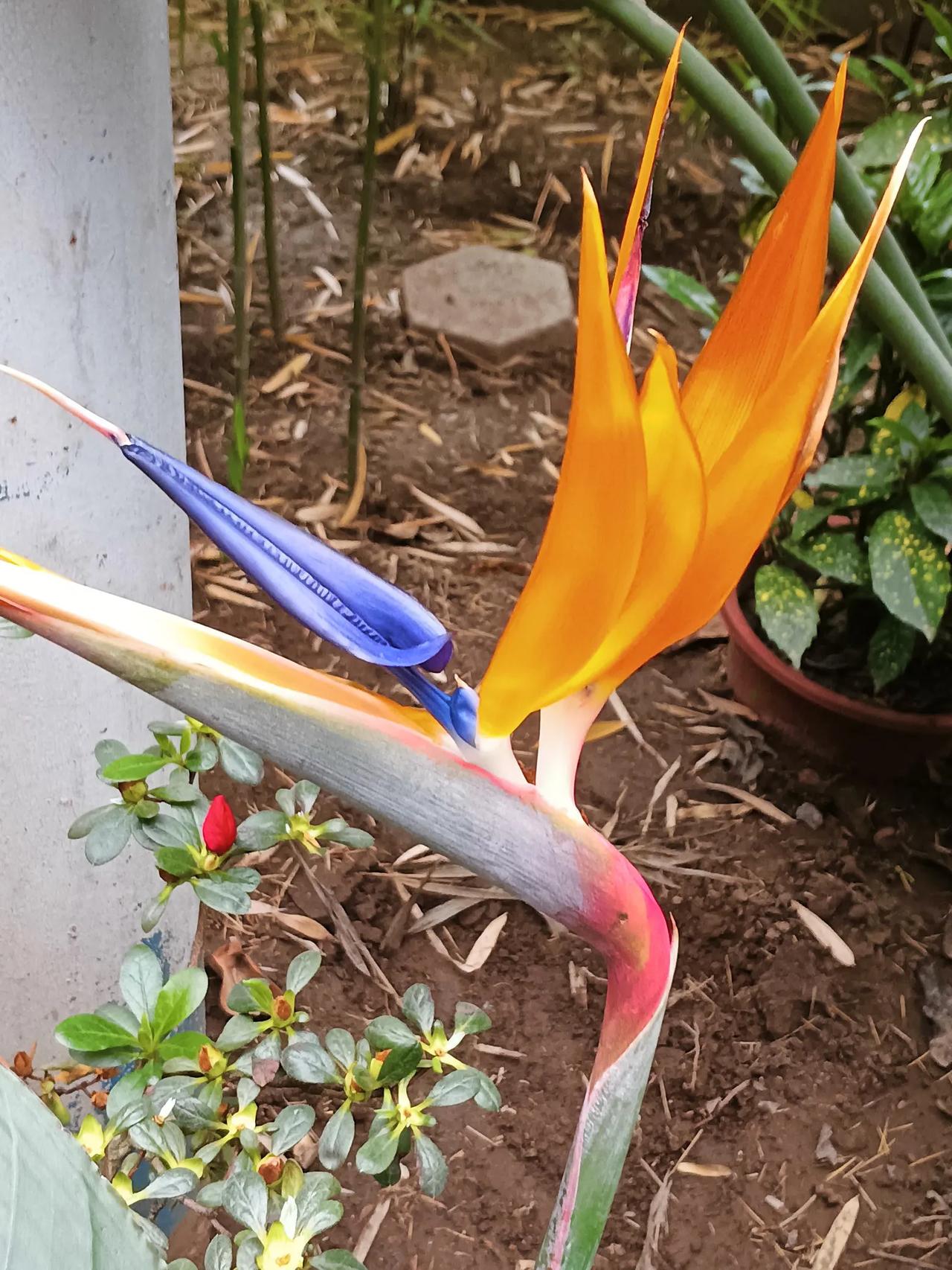 分享相册里最美的花