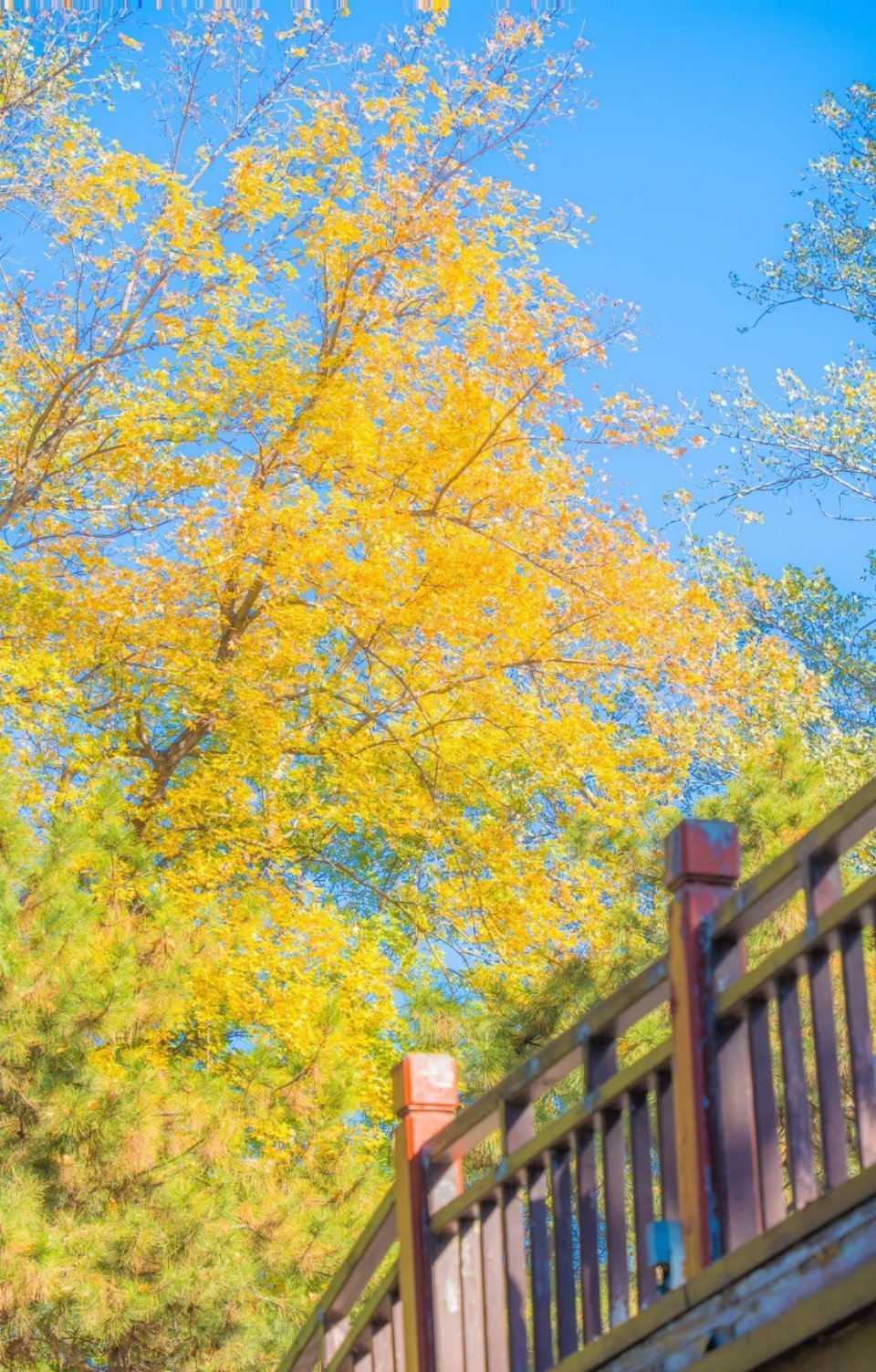 好好拍照的一年年度摄影定格时刻｜好好拍照的一年，藏着深秋颐和园的油画盛宴翻完一整