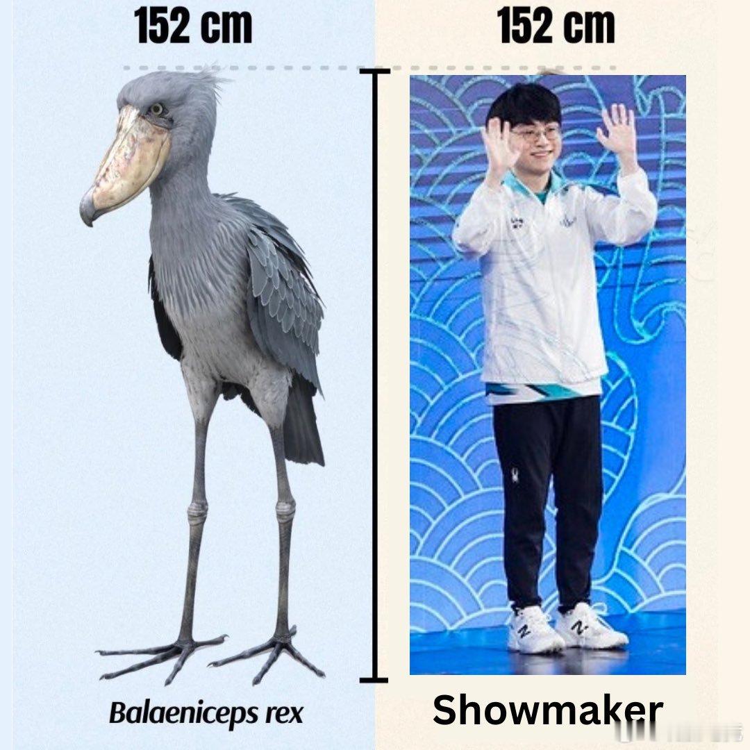 粉丝制作的梗图还在诋毁许哥2026lck2026lck杯英雄联盟