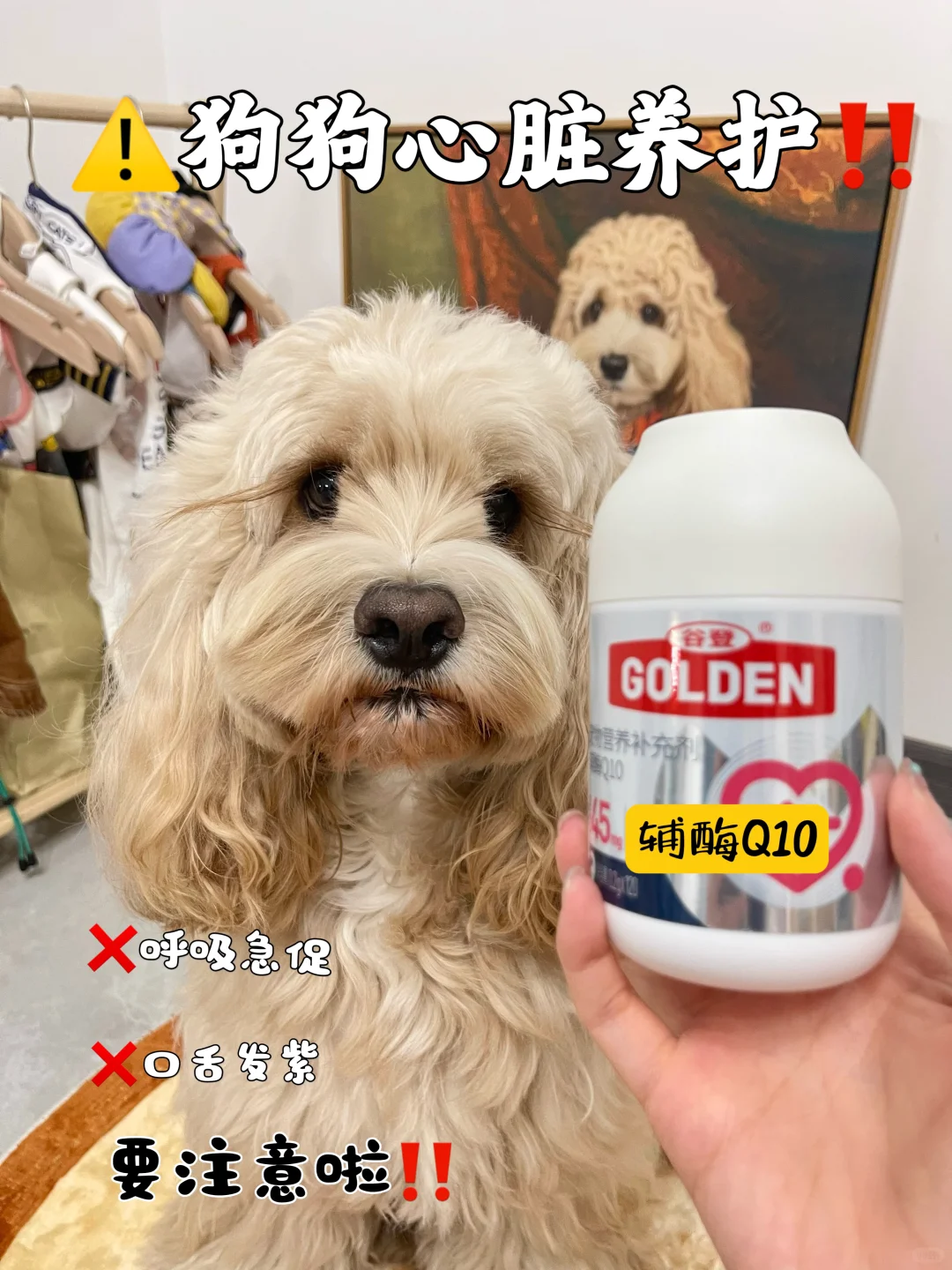小小年纪已经学会养生啦🐶