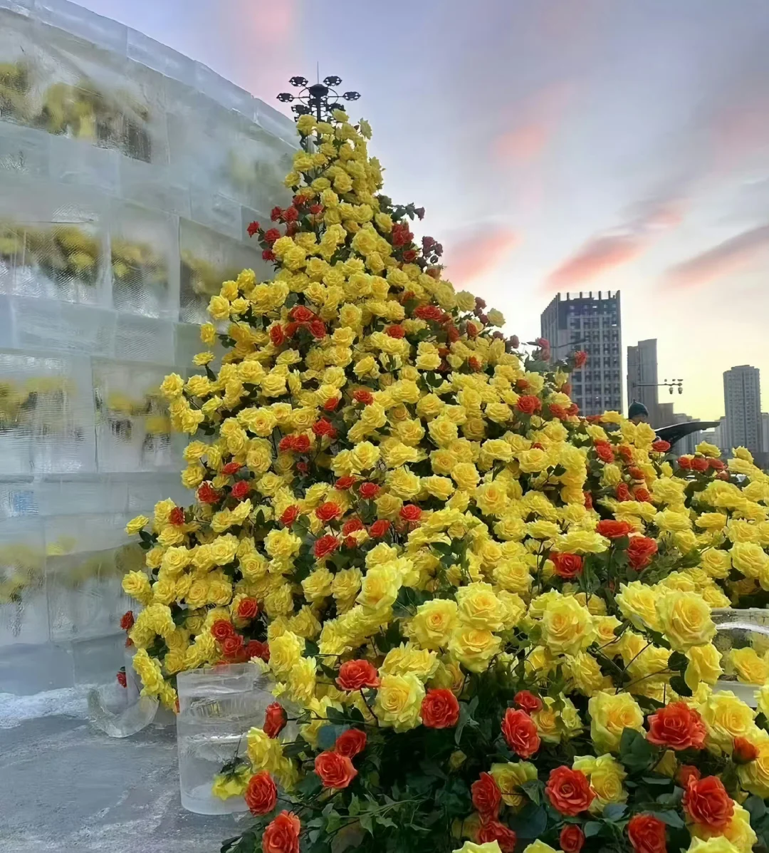 刘亦菲“哇想去”哈尔滨，冰封黄玫瑰魅力出