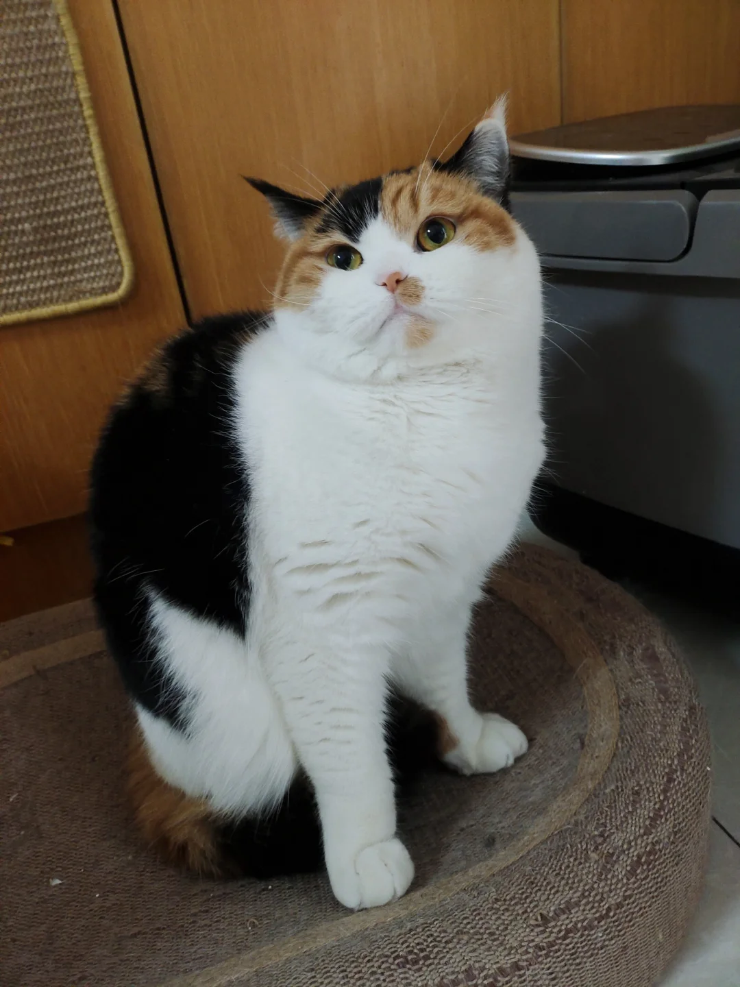 同一只猫，拍出来怎么差别这么大