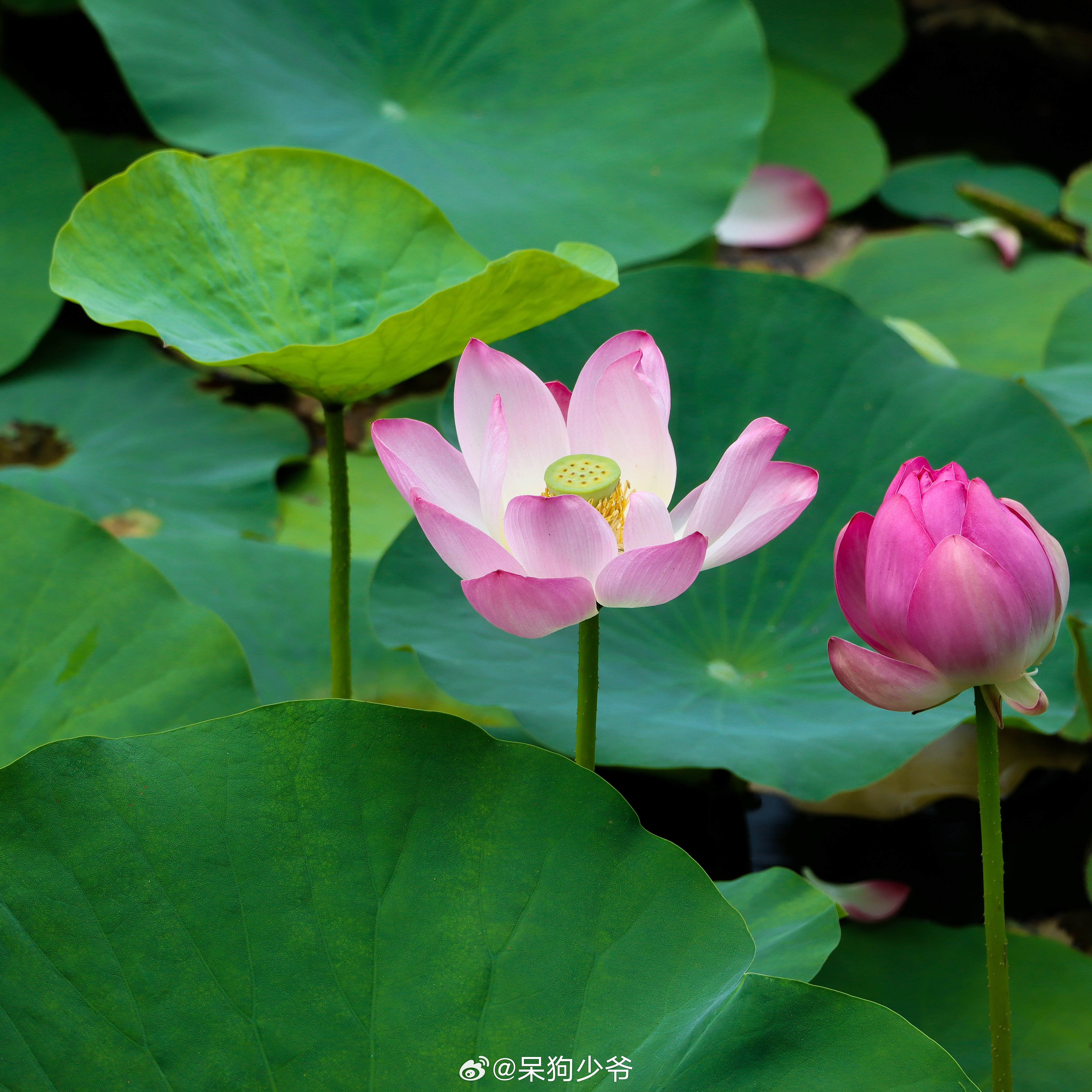 可以拿走当头像